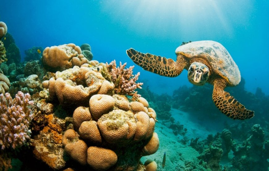 Tour Cairo, Nile Cruise and Marsa Alam