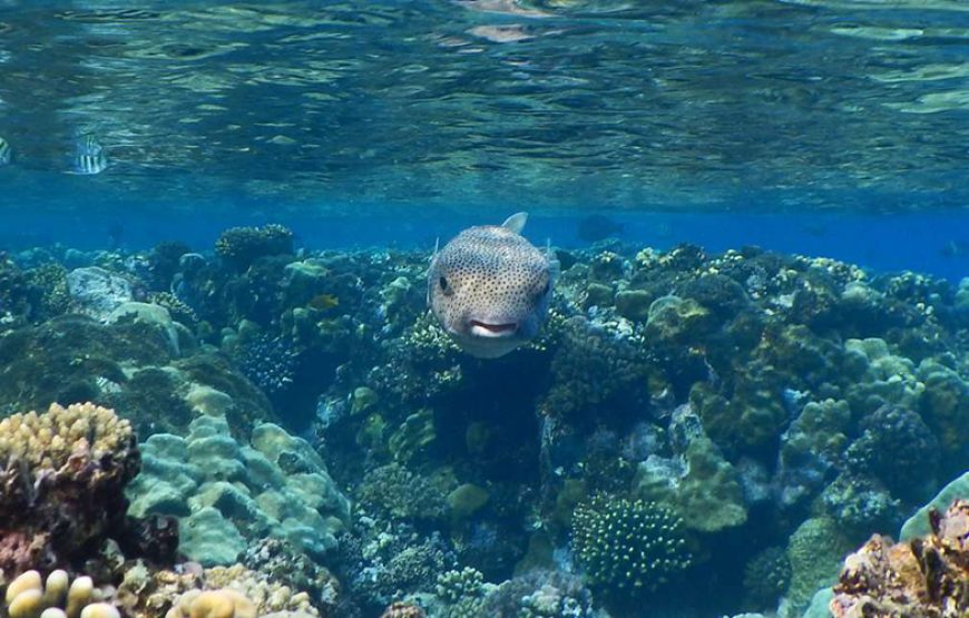 Tour Cairo, Nile Cruise and Marsa Alam