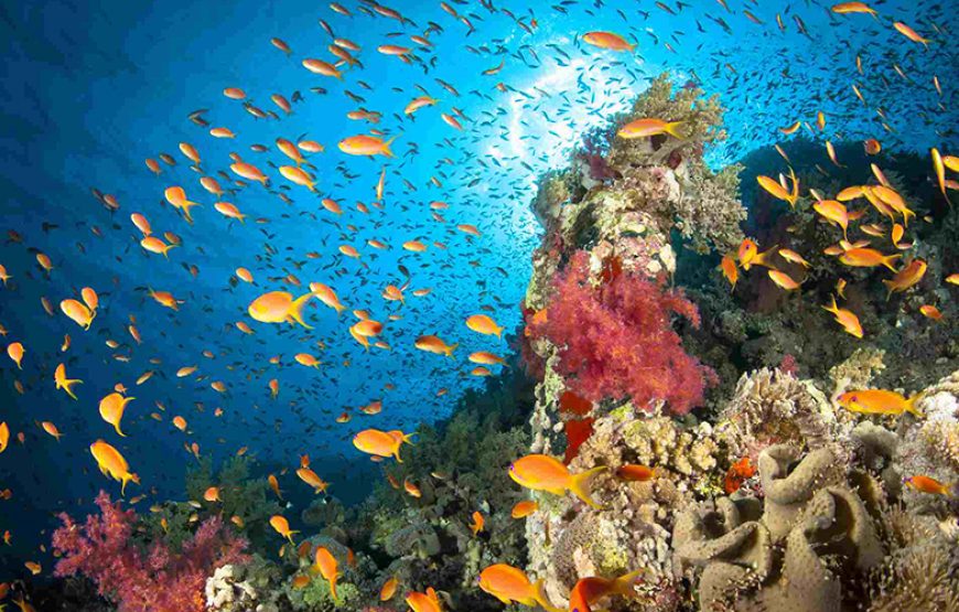 Snorkeling in Ras Mohamed National Park Sharm El sheikh