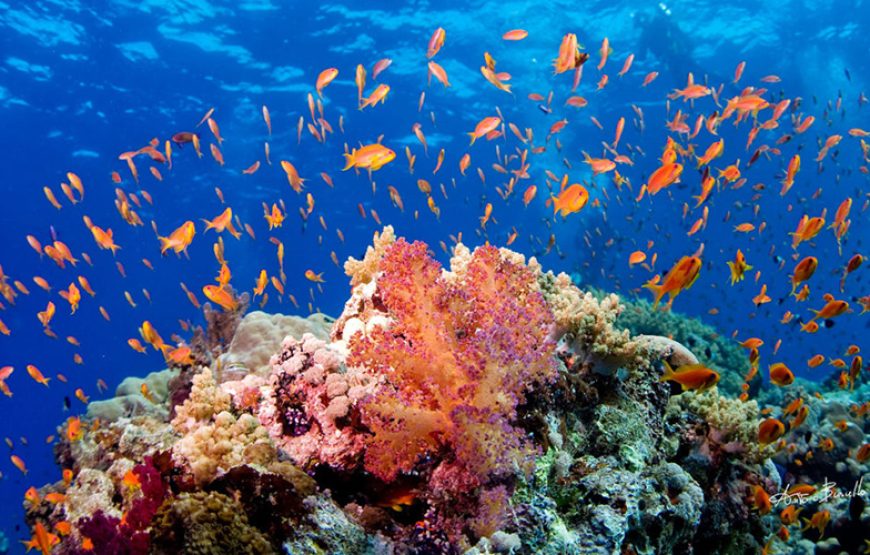 Snorkeling in Ras Mohamed National Park Sharm El sheikh