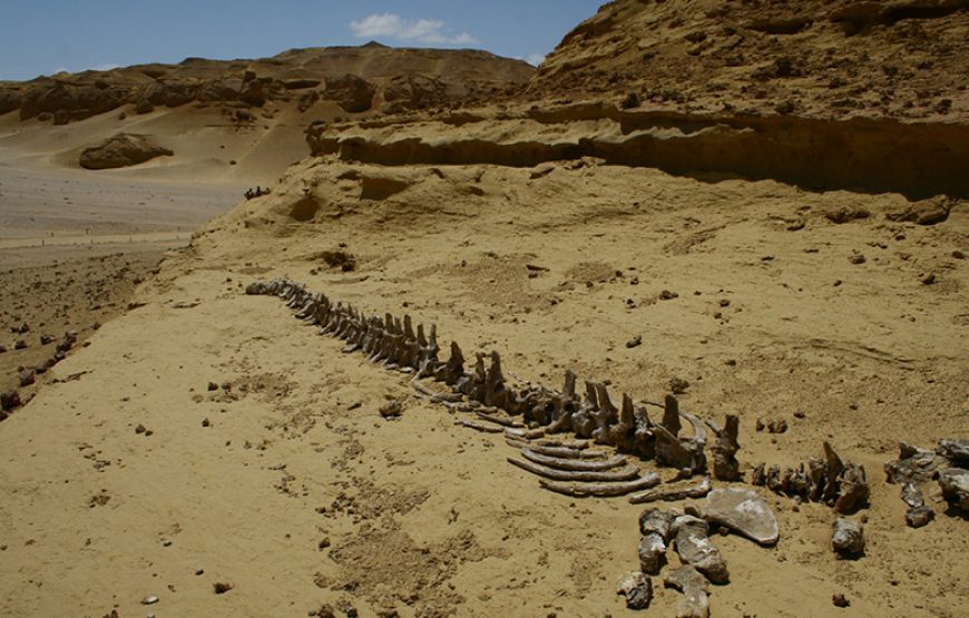 Tour to Fayoum Oasis